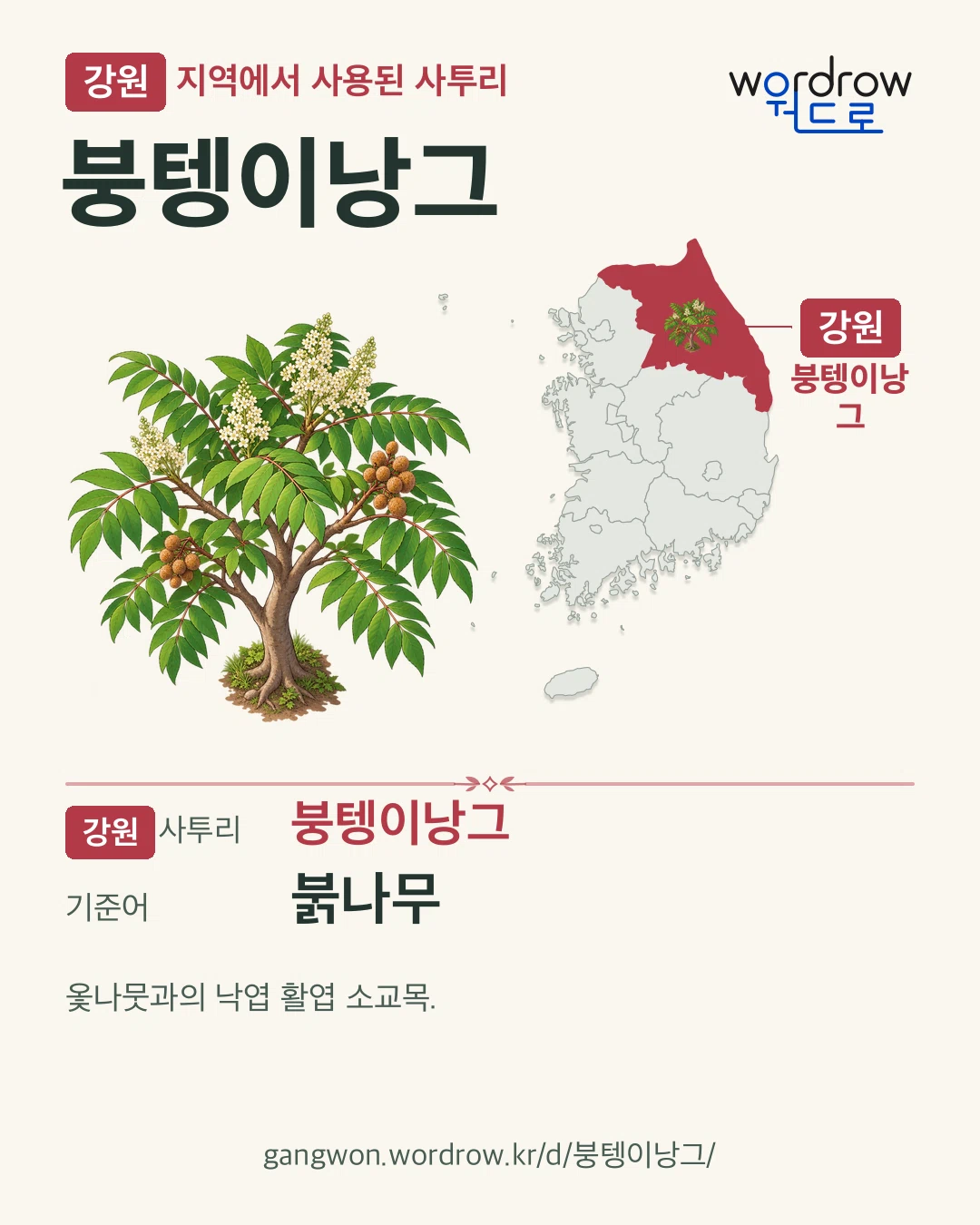 강원 지역에서 사용된 사투리 ‘붕텡이낭그’. 기준어: 붉나무. 기록 지역을 표시한 카툰 삽화와 지도 카드.