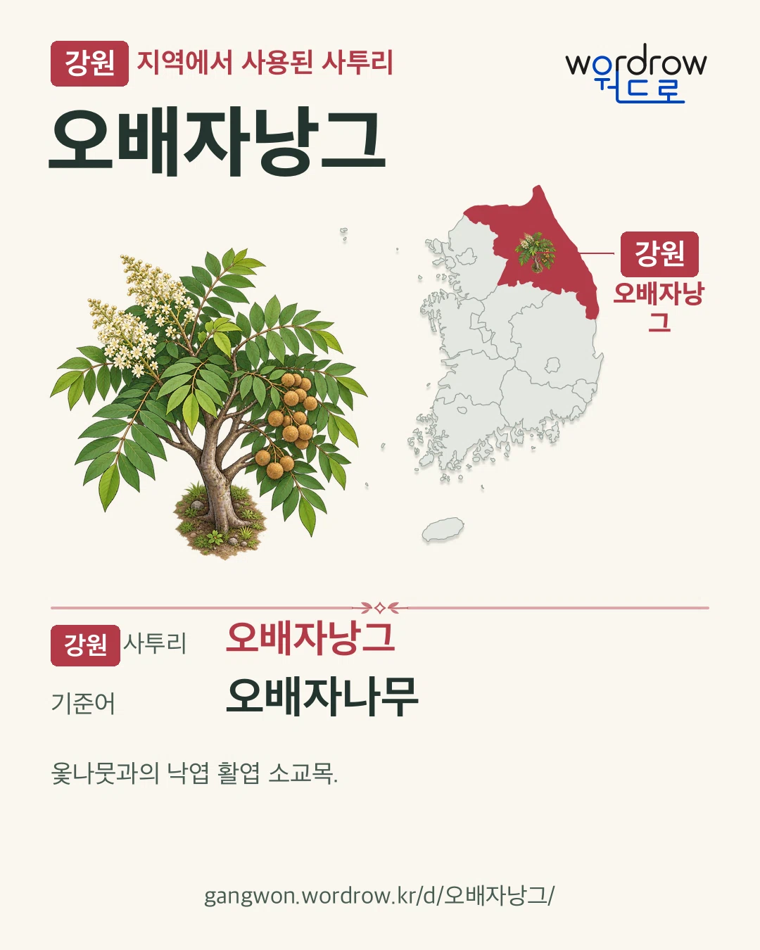 강원 지역에서 사용된 사투리 ‘오배자낭그’. 기준어: 오배자나무. 기록 지역을 표시한 카툰 삽화와 지도 카드.