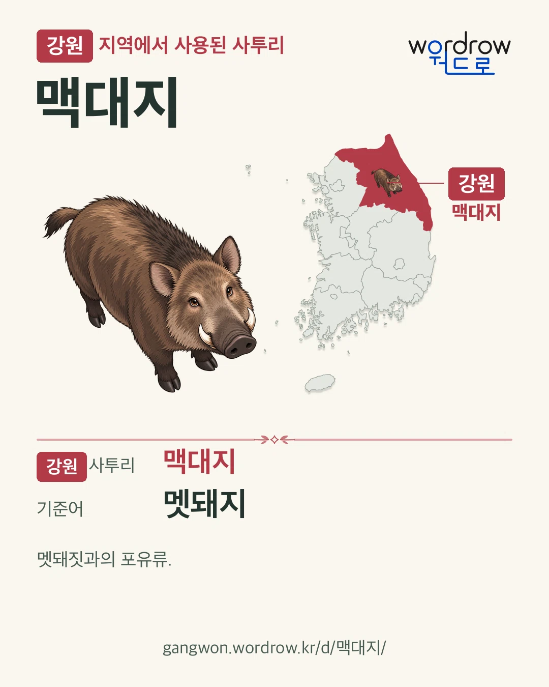강원 지역에서 사용된 사투리 ‘맥대지’. 기준어: 멧돼지. 기록 지역을 표시한 카툰 삽화와 지도 카드.