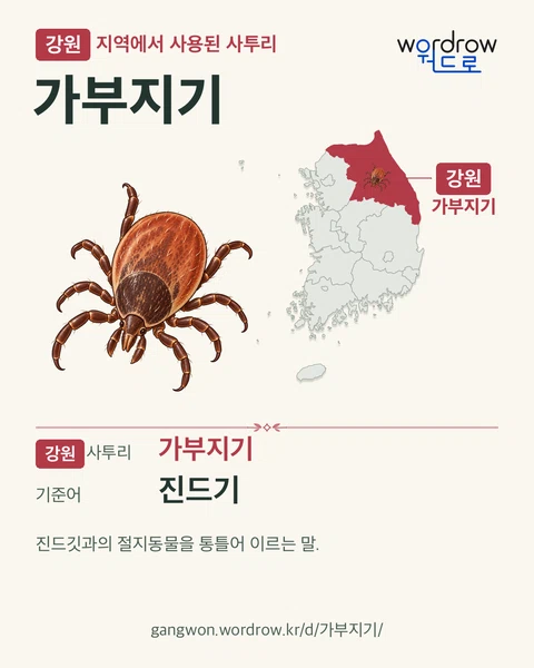 강원 지역에서 사용된 사투리 ‘가부지기’. 기준어: 진드기. 기록 지역을 표시한 카툰 삽화와 지도 카드.