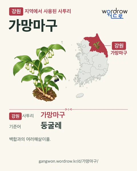 강원 지역에서 사용된 사투리 ‘가망마구’. 기준어: 둥굴레. 기록 지역을 표시한 카툰 삽화와 지도 카드.