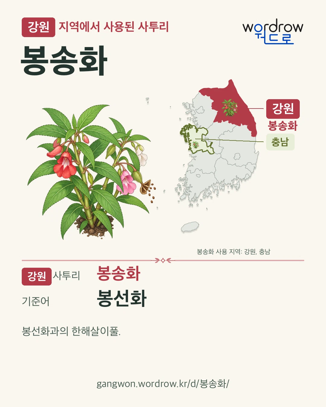 강원 지역에서 사용된 사투리 ‘봉송화’. 기준어: 봉선화. 기록 지역을 표시한 카툰 삽화와 지도 카드.